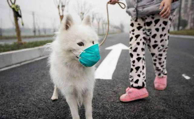 ¿El SASR-Cov-2 se transmite a las mascotas?